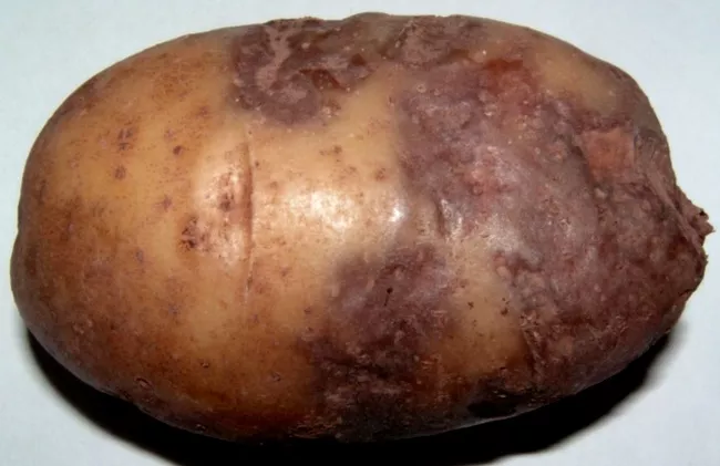 Сорт картофеля Розалинда: характеристики в таблице, сравнение, отзывы
