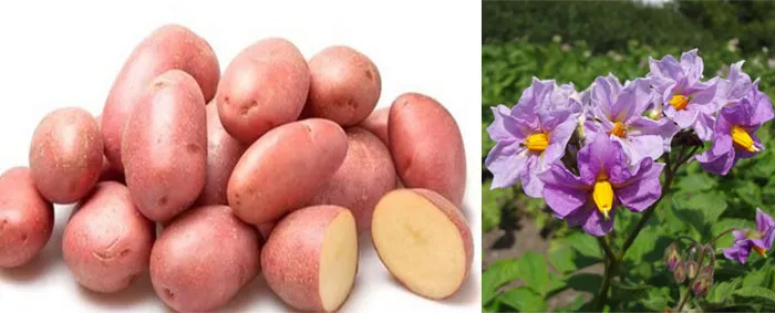 Сорт картофеля Розалинда: характеристики в таблице, сравнение, отзывы
