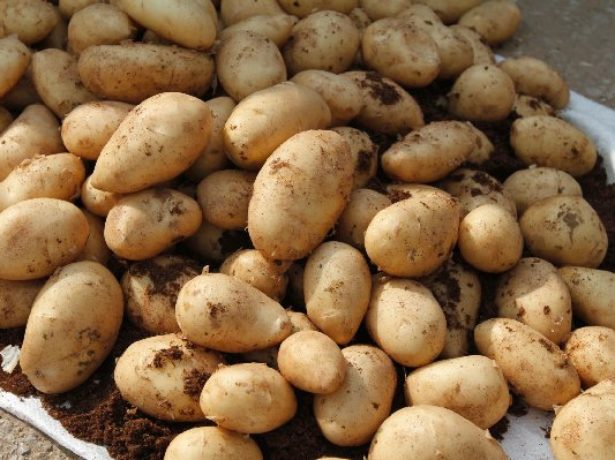 Рецепти з використанням картоплі