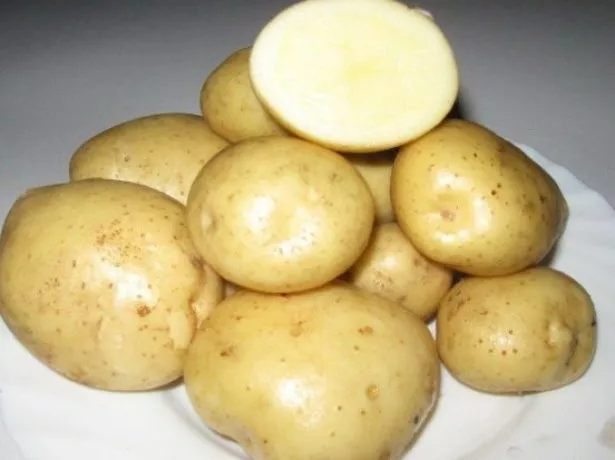 Картофель сорт Скарб: описание в таблице, отзывы, фото