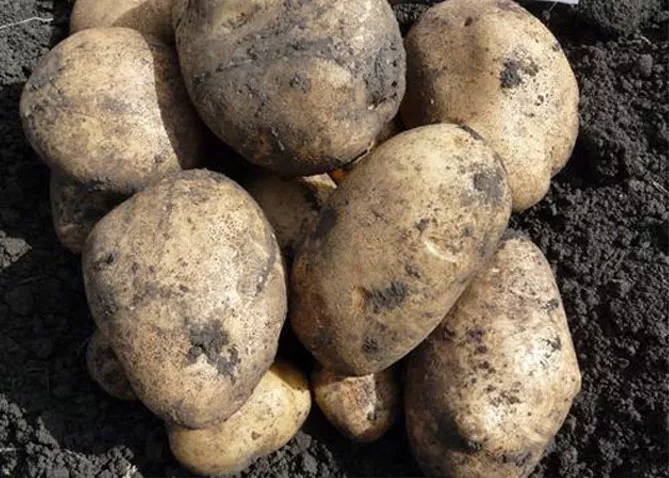 Сорт картофеля Удача: характеристика, описание, вкус, отзывы, фото