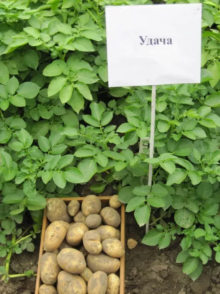 Сорт картофеля Удача: характеристика, описание, вкус, отзывы, фото