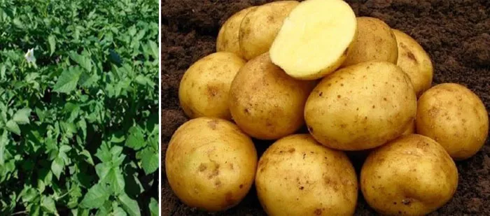 Сорт картофеля Вега: описание, сравнение с другими, фото, отзывы