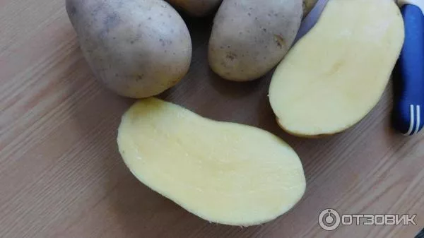 Сорт картофеля Вега: описание, сравнение с другими, фото, отзывы