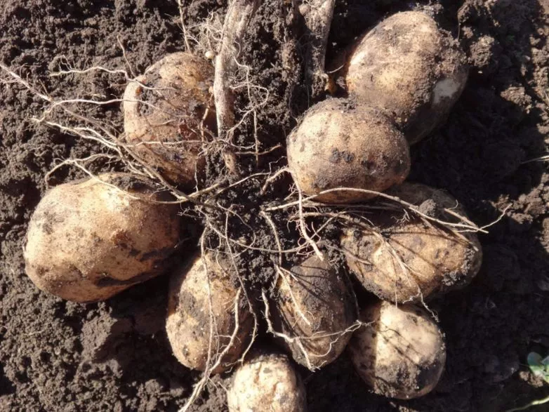 Сорт картофеля Гигант: характеристика и сравнение, отзывы
