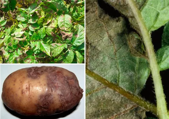 Сорт картофеля Гигант: характеристика и сравнение, отзывы
