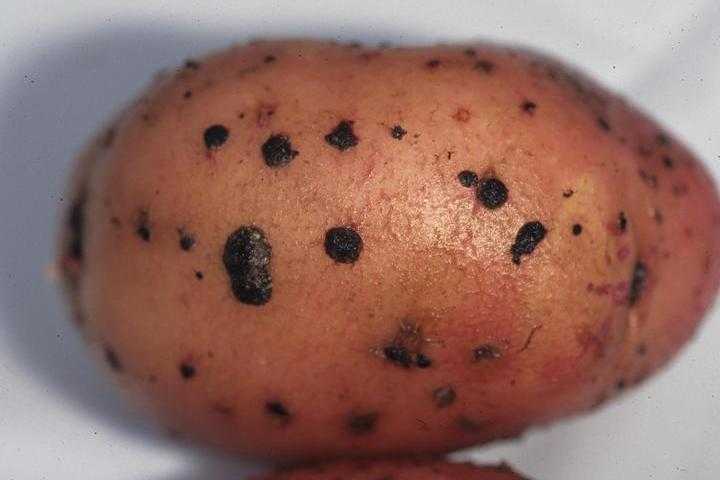 Взрывной сорт картофеля: описание, сравнение с другими в таблице, посадка и уход