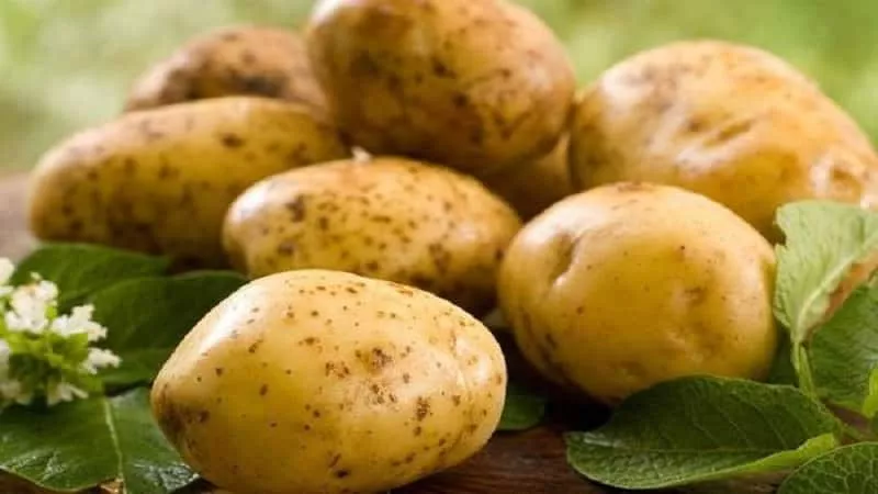 Сорт картофеля Зекура: характеристика и сравнение с другими в таблицах, отзывы