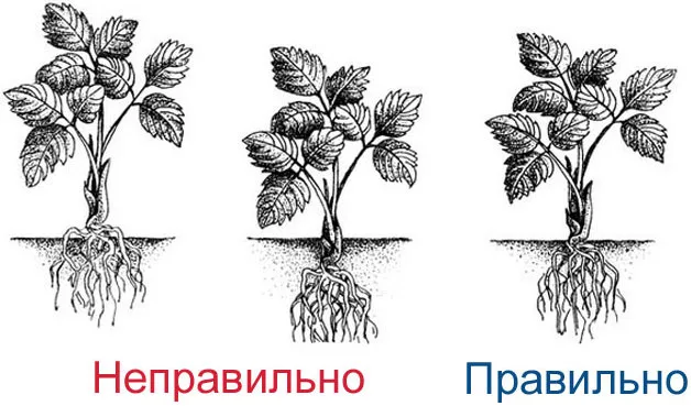 Сорт клубники «Фестивальная» — описание и фото, урожайность, отзывы садоводов