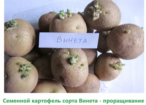 Сорт раннего картофеля Винета — описание, характеристика и отзывы, агротехника