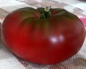 Сорт помидор Черный принц — описание и характеристики, фото, отзывы