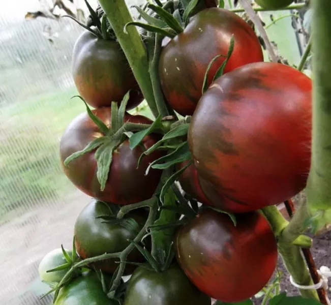 Сорт помидор Черный принц — описание и характеристики, фото, отзывы