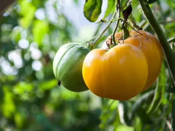 Сорт помидор Король Сибири: отзывы, фото, описание в таблице, выращивание