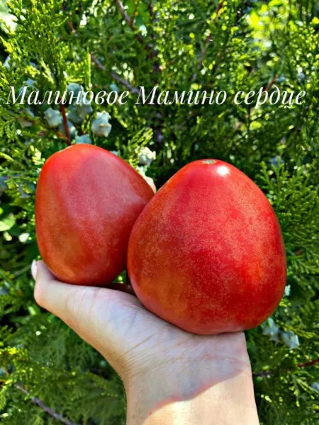 Сорт томата Малина Сердце мамы: описание, фото, отзывы