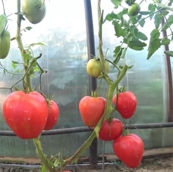 Сорт помидор Мазарини — характеристика и описание, фото, отзывы