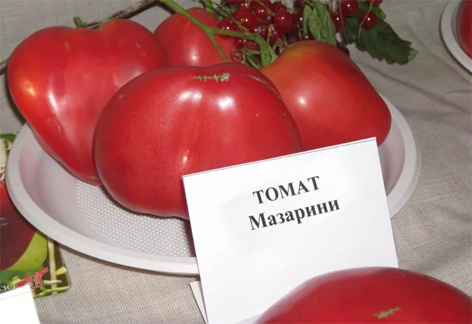 Сорт помидор Мазарини — характеристика и описание, фото, отзывы