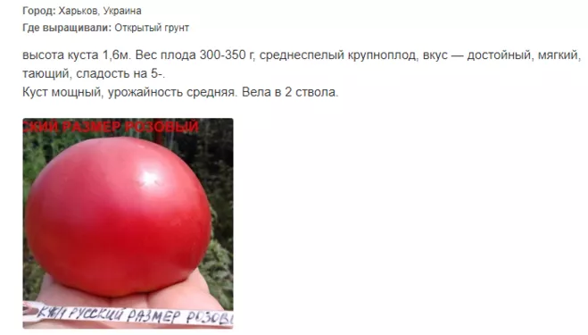 Сорт томата Русский размер F1: описание в таблице, фото, отзывы