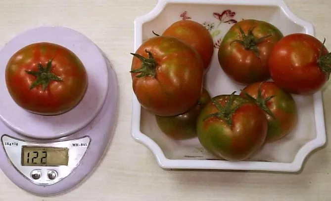 Ранний сорт томатов Сибирь — описание, урожайность, отзывы и фото