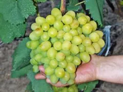 Сорт винограда Галахад