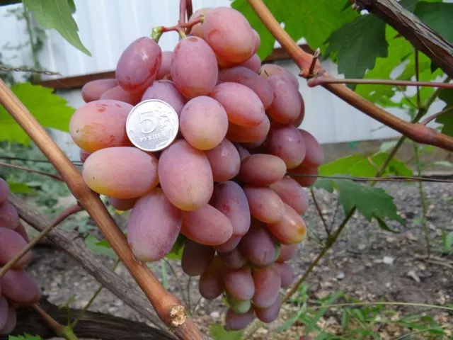 Хулианский сорт винограда