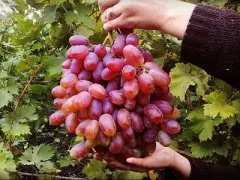 Хулианский сорт винограда