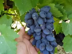 Кодрянка сорт винограда