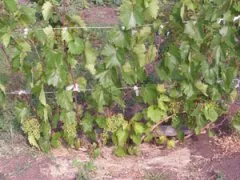 Сорт винограда «Кристалл»