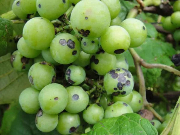 Лидийский сорт винограда