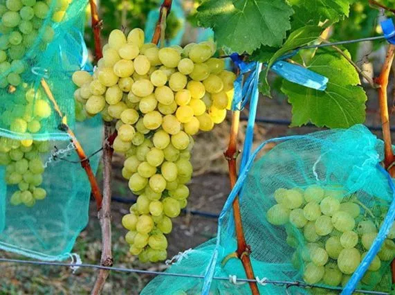 Сорт винограда Лаура: описание и характеристики, морозостойкость, урожайность, отзывы