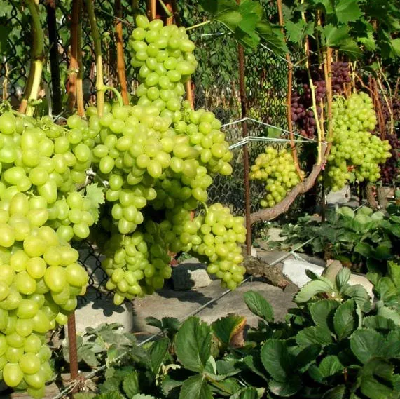 Сорт винограда Лаура: описание и характеристики, морозостойкость, урожайность, отзывы