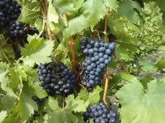 Молдавский сорт винограда