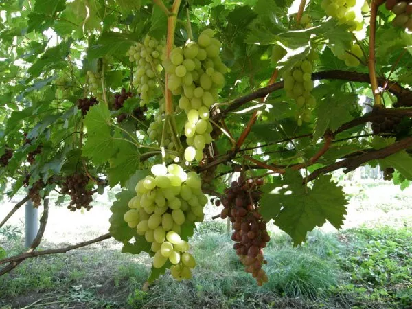 Плевен сорт винограда