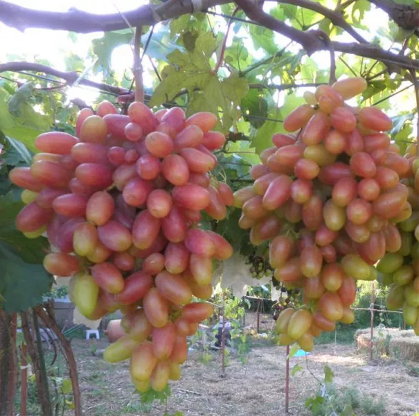 Сорт винограда Преображение — фото и характеристики, морозостойкость, отзывы