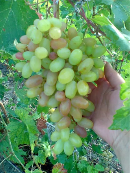 Сорт винограда Преображение — фото и характеристики, морозостойкость, отзывы