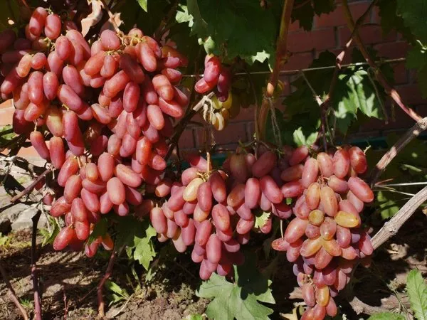 Сорт винограда Тимур