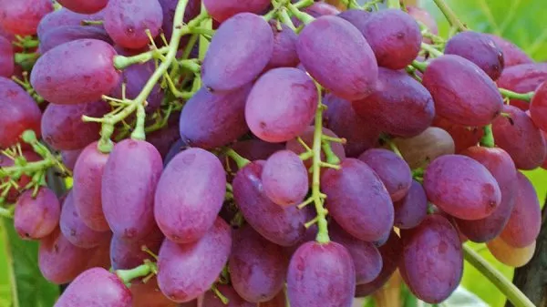 Сорт винограда Велес