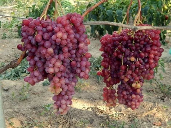 Сорт винограда Велес