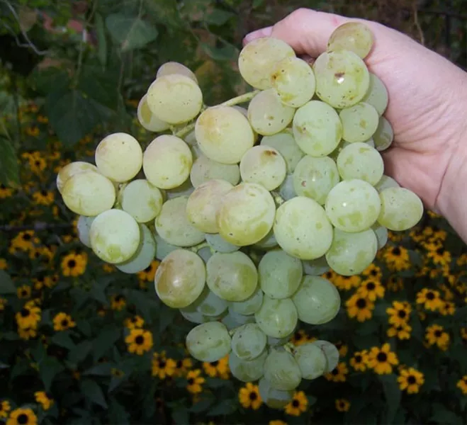 Сорт винограда Восторг — описание и характеристики, фото, отзывы