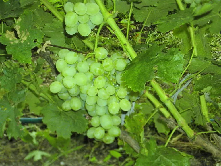 Сорт винограда Восторг — описание и характеристики, фото, отзывы