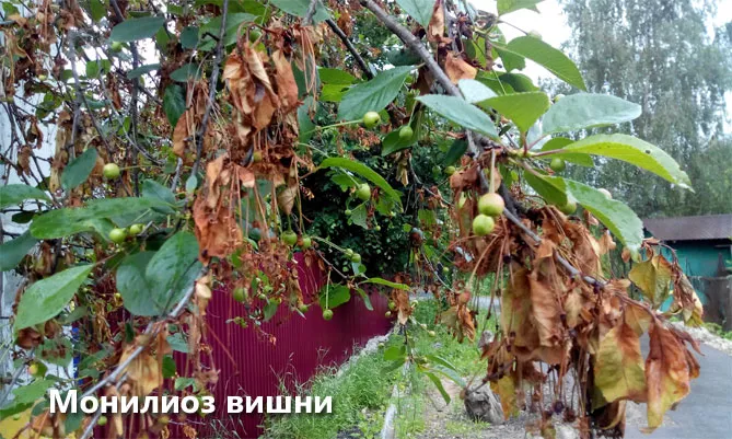 Сорт вишни Владимирская: описание сорта, посадка и уход, фото, отзывы