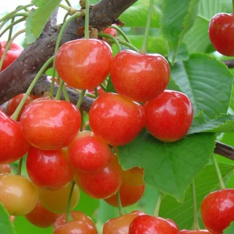 Сорта вишни для Ленинградской области