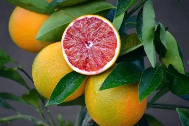 Сорта и виды лимонов для домашнего выращивания