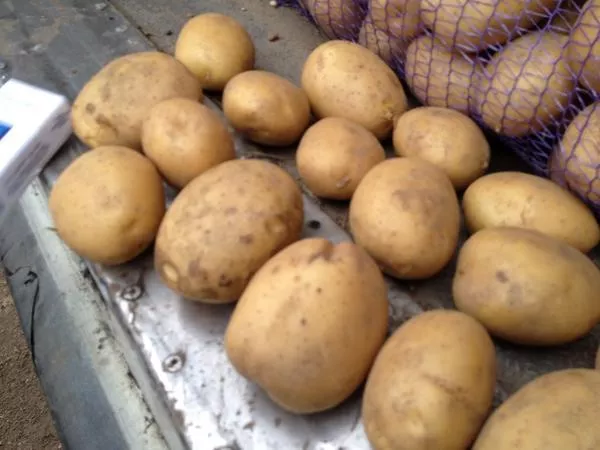 Сорта картофеля для Подмосковья: ТОП-60 лучших с фото, помогаем с выбором
