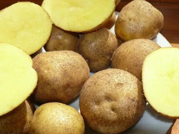 Сорта картофеля для Подмосковья: ТОП-60 лучших с фото, помогаем с выбором
