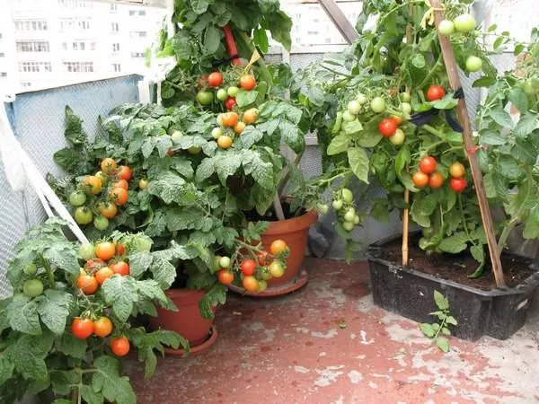 Сорта томатов для балкона