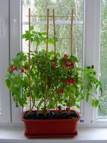 Сорта томатов для балкона