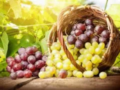 Сорта винограда для Подмосковья