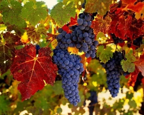 Сорта винограда для Подмосковья