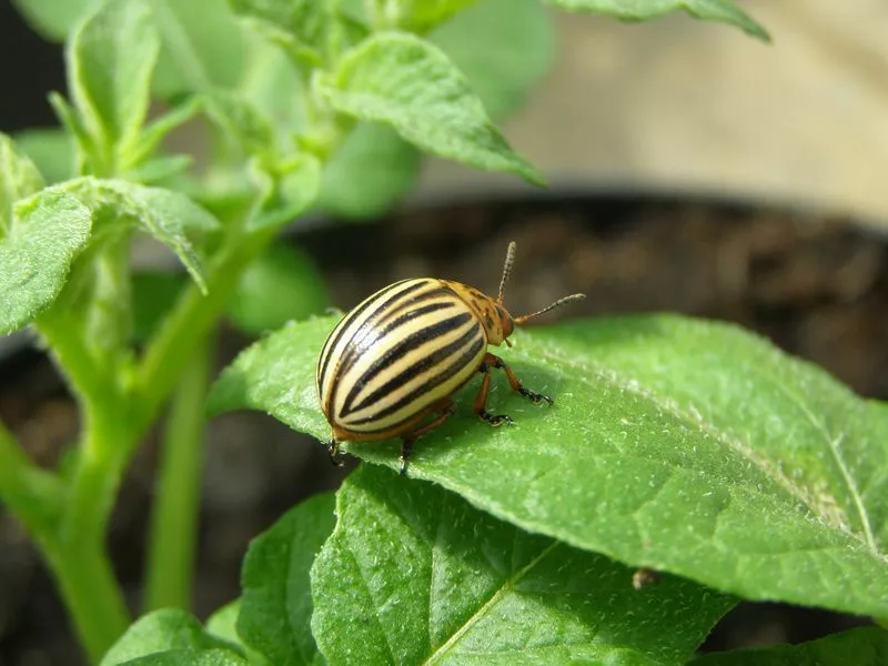 Средства от колорадского жука: рейтинг и отзыв