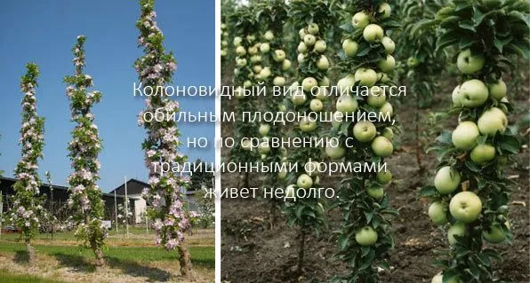 Продолжительность жизни яблони